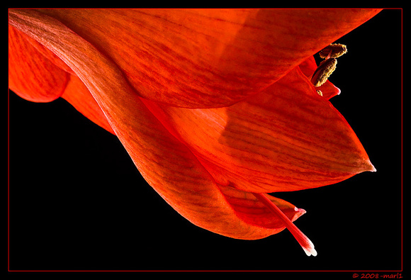 Amaryllis