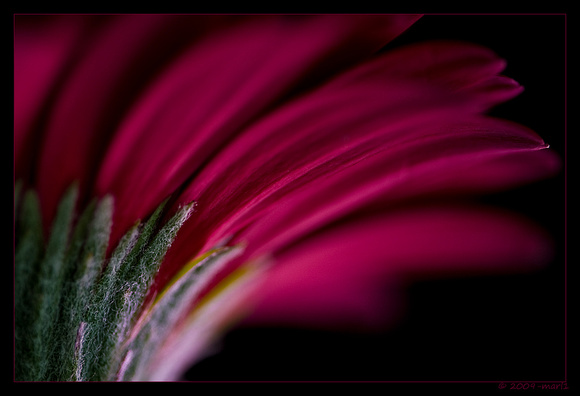 Gerbera gerafineerd